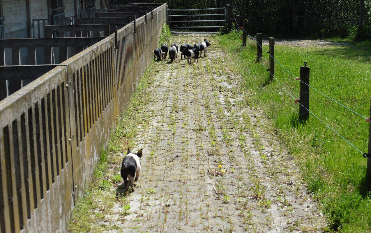 Hampshire Ferkel draussen