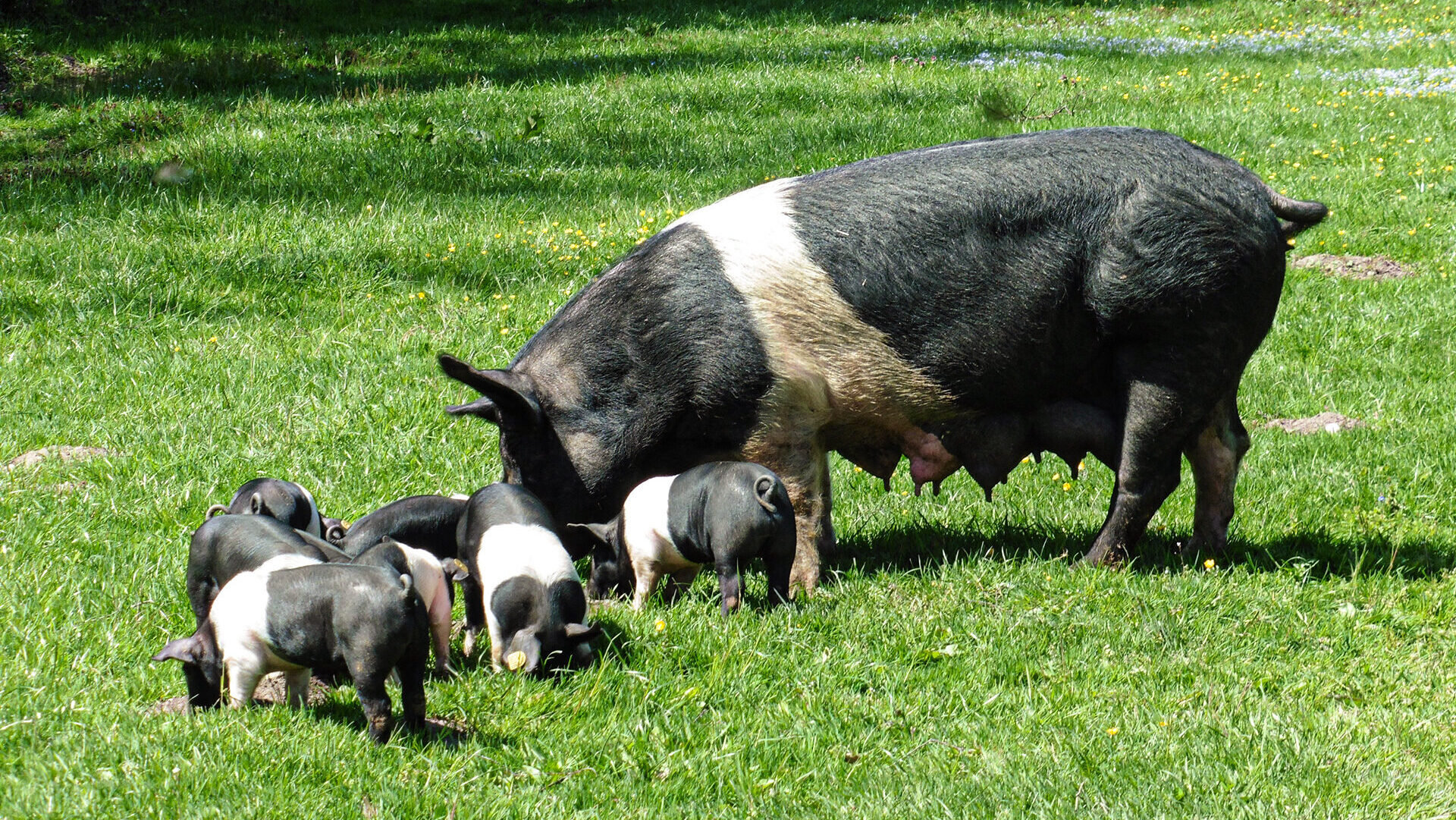 Hampshire Muttersau und Ferkel