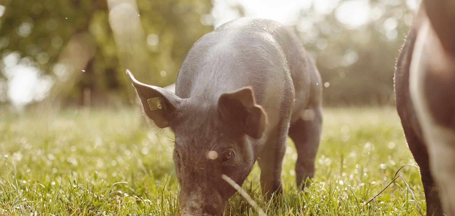 Hamp­shire Schweine für den Biolandbau