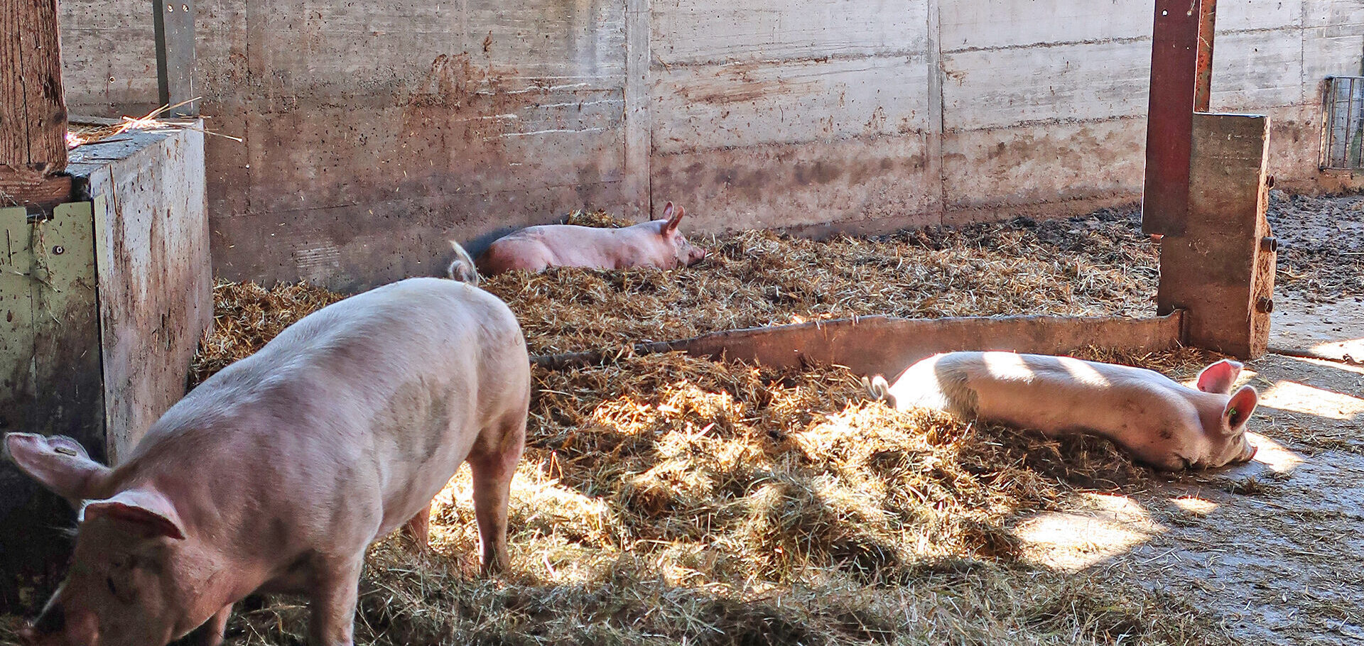 Schweine im Stroh