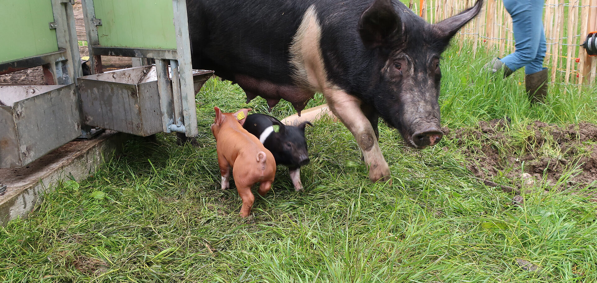 Schwein und Ferkel