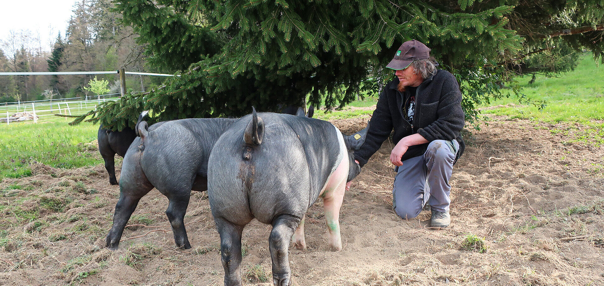 Hampshire Schweine auf der Weide