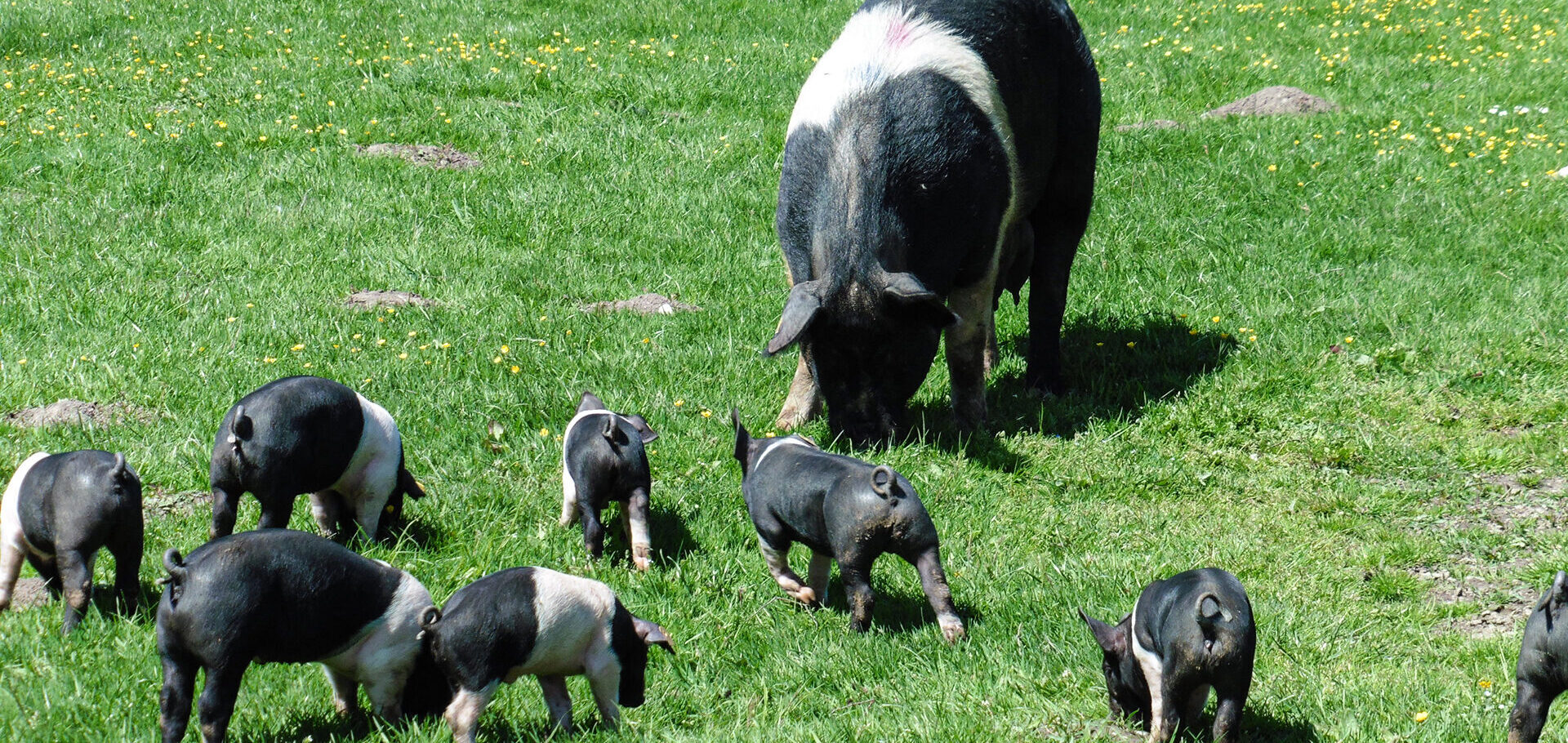 Hampshire Muttersau und Ferkel