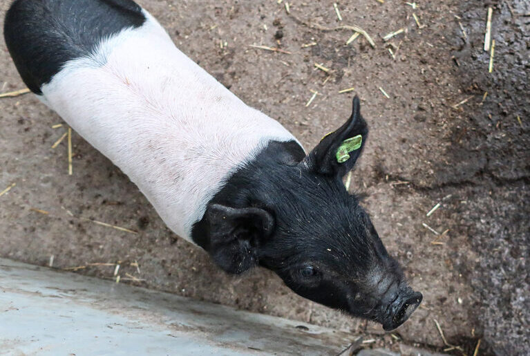 Ferkel von oben